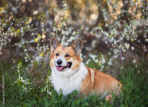 dog on the grass