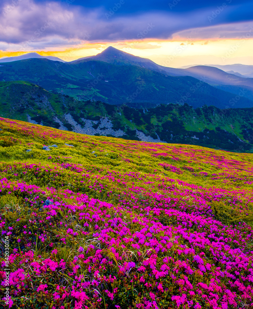 incredible summer blooming pink flowers on background mountains, floral summer landscape incredible summer blooming pink flowers on background mountains, floral summer landscape