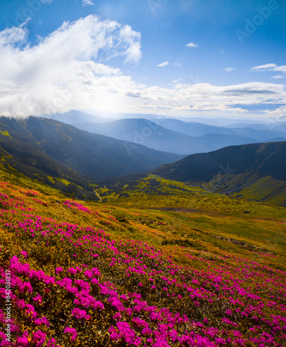 incredible summer blooming pink flowers on background mountains, floral summer landscape...exclusive - this image is sold only on Adobe stock