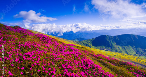 incredible summer blooming pink flowers on background mountains  floral summer landscape