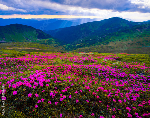 incredible summer blooming pink flowers on background mountains, floral summer landscape