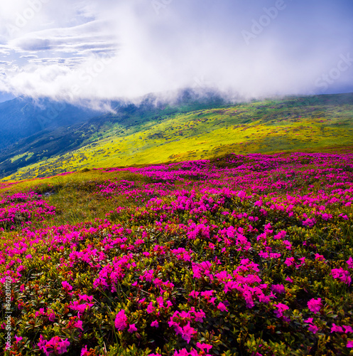 incredible summer blooming pink flowers on background mountains  floral summer landscape