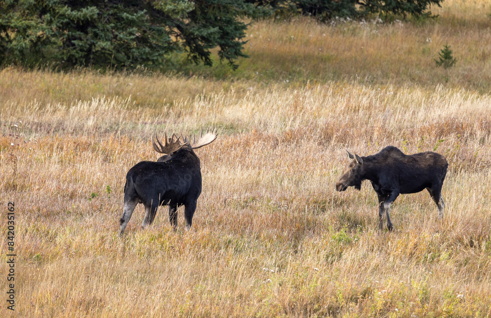 Bll and Cow Moose Rutting in Wyoming in Autumn Bll and Cow Moose Rutting in Wyoming in Autumn