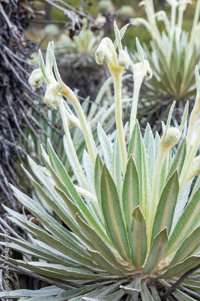 Obraz premium detail of the flowers and leaves of the frailejon variety Espeletia lopezii Cuatrec
