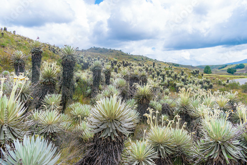 mountainous landscape of a paramo with frailejones variety Espeletia lopezii Cuatrec, in a paramo of Colombia photo