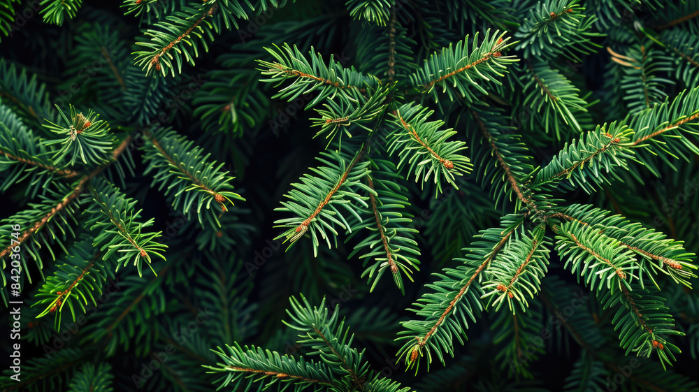 Fir tree background banner, Christmas tree branches green texture, no decorations Fir tree background banner, Christmas tree branches green texture, no decorations