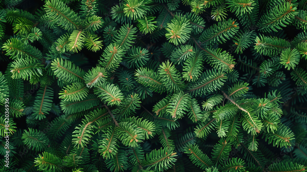 Fir tree background banner, Christmas tree branches green texture, no decorations Fir tree background banner, Christmas tree branches green texture, no decorations