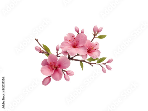 pink flowers twig isolated on transparent background cutout.