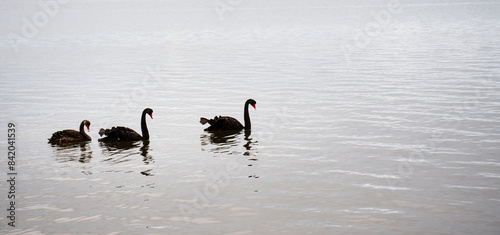 Three black swans swimming in formation