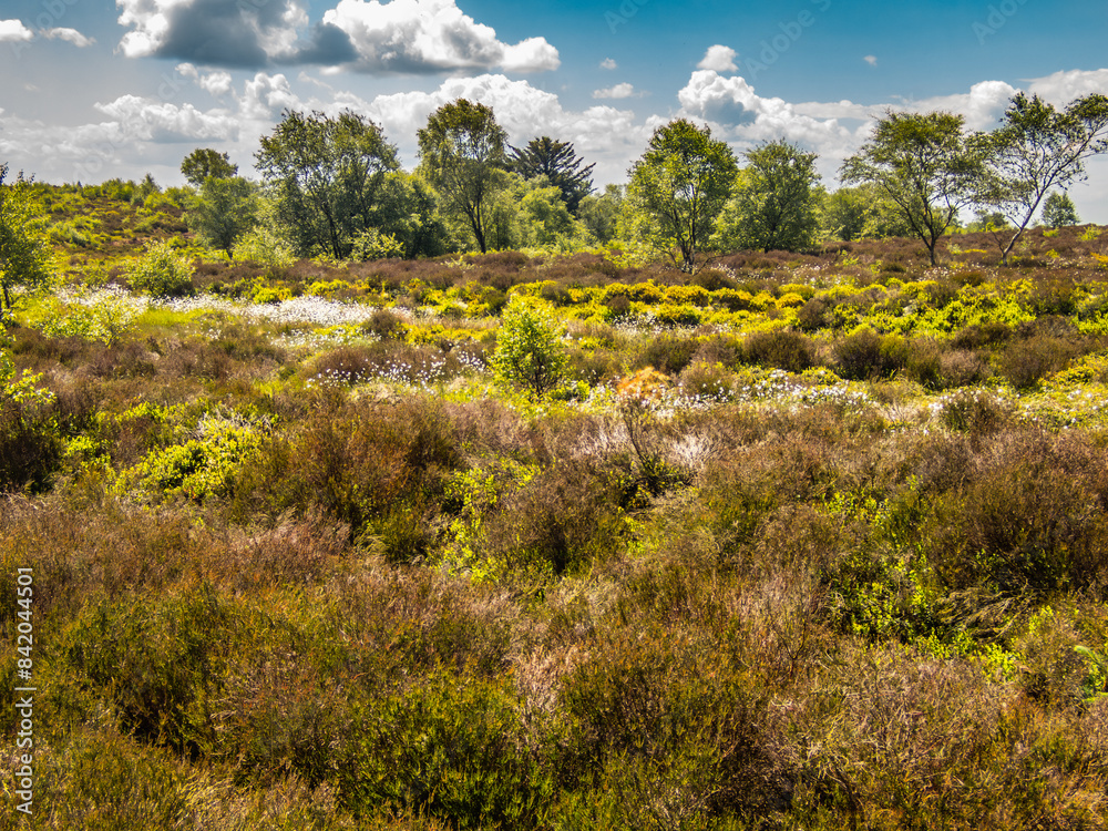Summer Bridestones Moor with purple heather and small trees and bushes. Summer Bridestones Moor with purple heather and small trees and bushes.