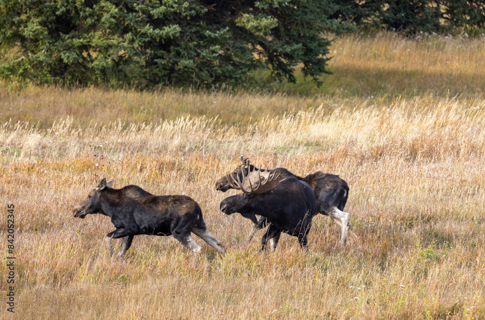 Fototapeta premium Bull and Cow Moose Rutting in Autumn in Wyoming