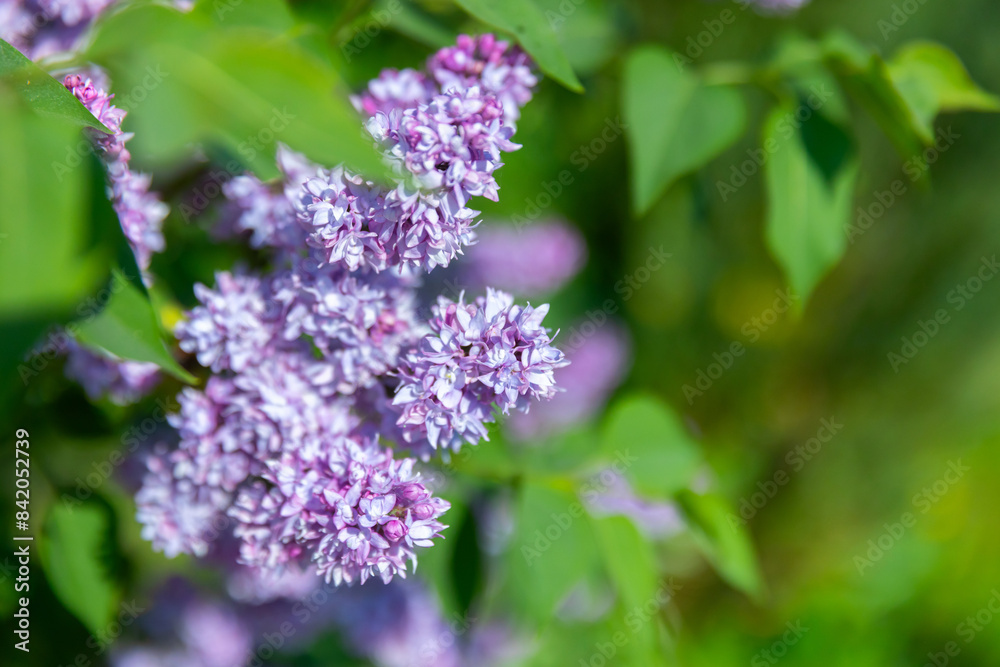 Lilac flowers on a sunny summer day. Close-up photo with selective soft focus Lilac flowers on a sunny summer day. Close-up photo with selective soft focus