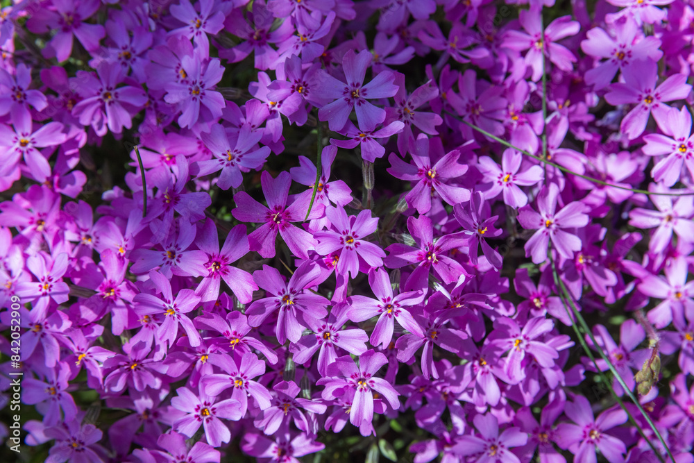 Purple flowers on a sunny day, natural background. Phlox subulata Purple flowers on a sunny day, natural background. Phlox subulata