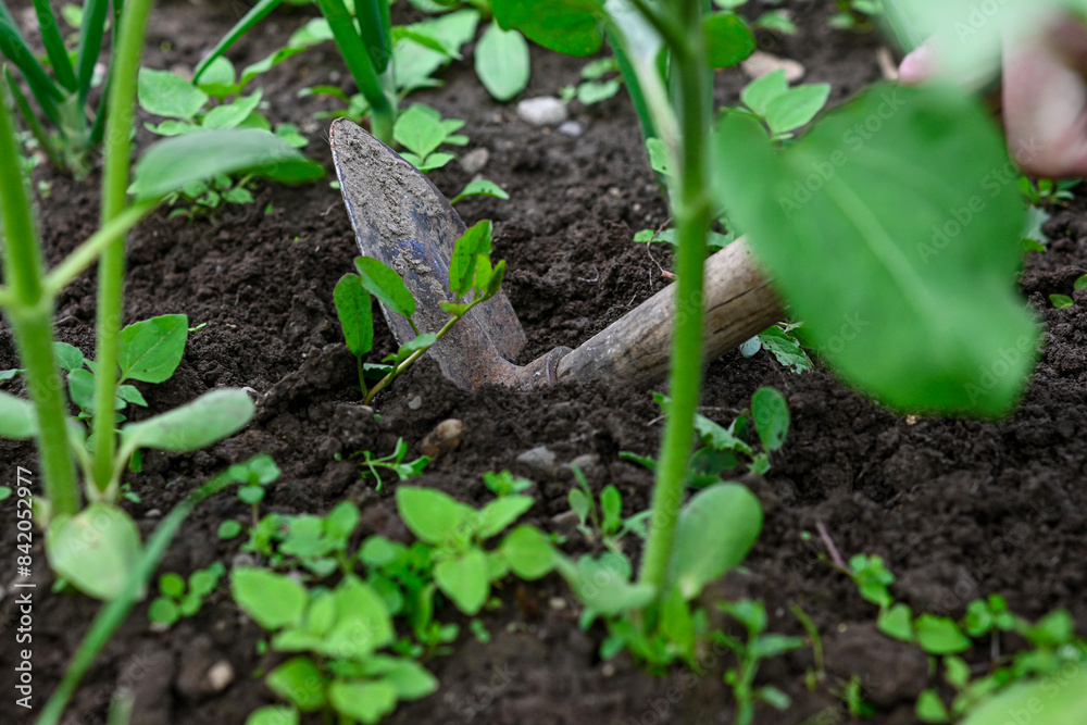 Close-up of a hand pulling weeds among green onion plants in a garden bed