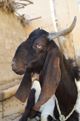 Eid sacrifice animal portrait, domestic pet goat photo