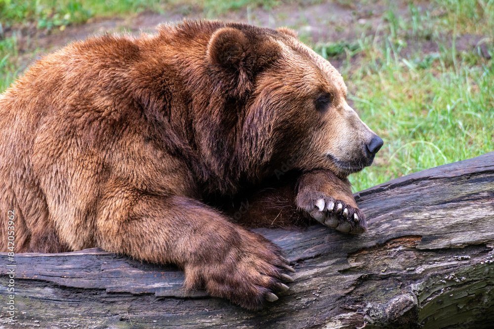 Kamchatka brown bear comfortable on a tree trunk Kamchatka brown bear comfortable on a tree trunk
