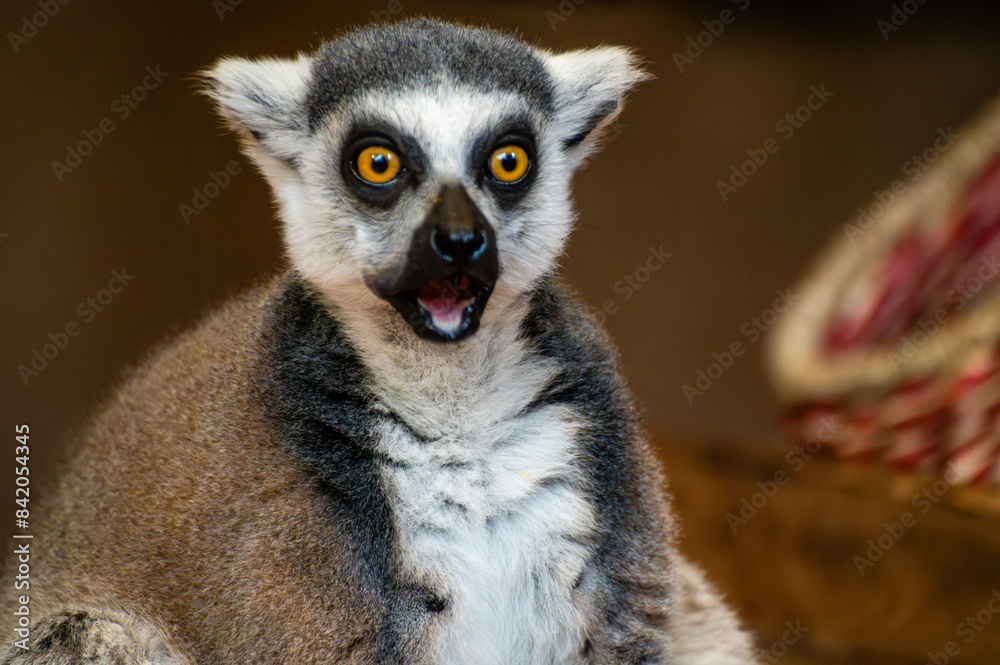 cute lemur catta looks surprised cute lemur catta looks surprised