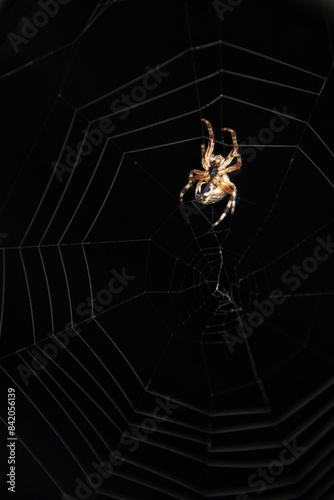 spider on web