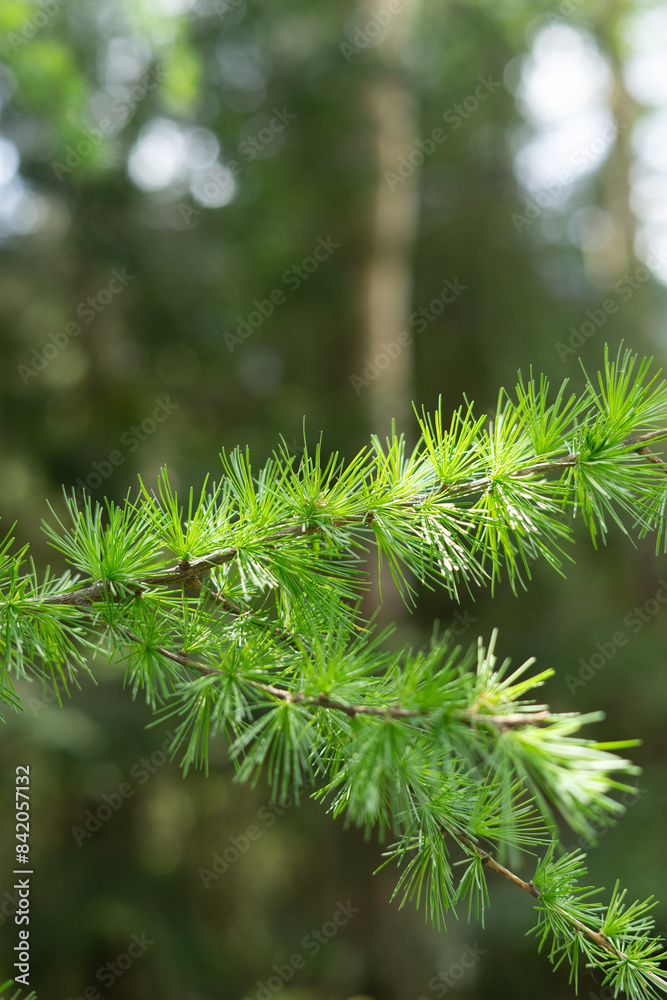 branch of Larix larch, coniferous Pinaceae plant, close up branch of Larix larch, coniferous Pinaceae plant, close up
