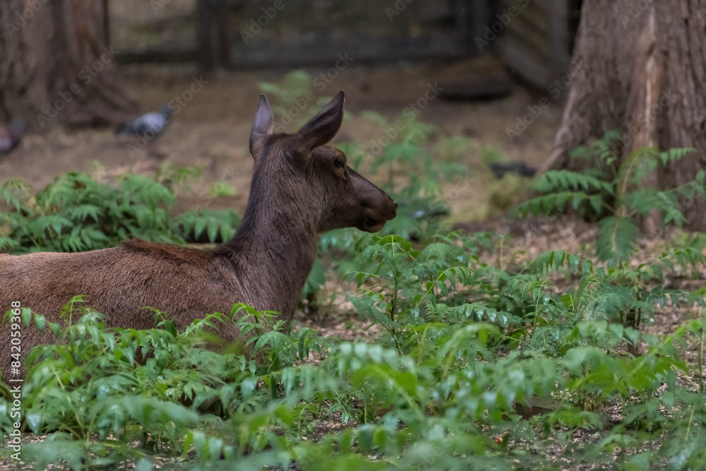 Close-up portrait of red deer (Cervus elaphus) doe lying down on ground between green plants in forest. Soft focus. Copy space. Animal portraits theme. Beauty in nature. Close-up portrait of red deer (Cervus elaphus) doe lying down on ground between green plants in forest. Soft focus. Copy space. Animal portraits theme. Beauty in nature.