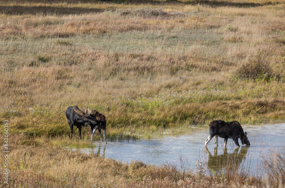 Bull and Cow Moose Rutting in Autumn in Wyoming Bull and Cow Moose Rutting in Autumn in Wyoming
