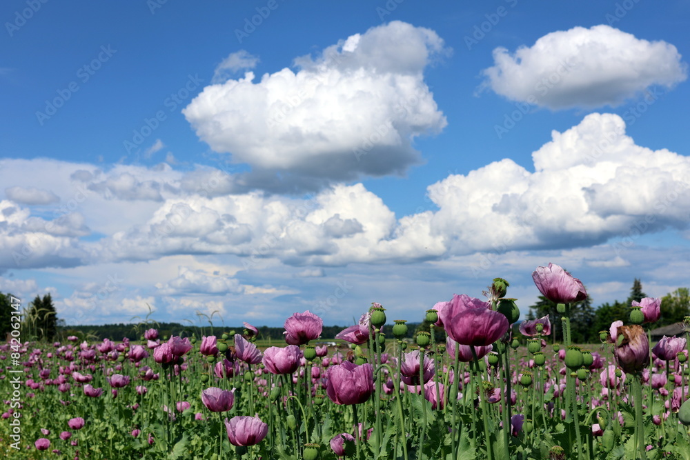 Blühende Mohnfelder im Kaiserstuhl im Frühling Blühende Mohnfelder im Kaiserstuhl im Frühling