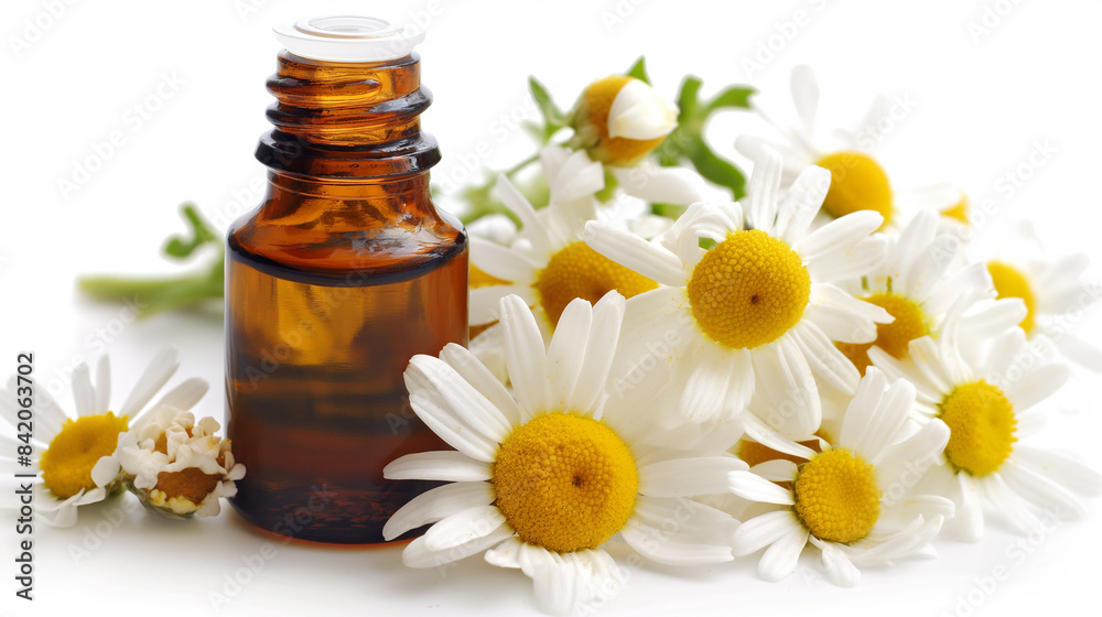 Chamomile Atromatherapy Essential Extract Oil with a chamomile Flower Chamomile Atromatherapy Essential Extract Oil with a chamomile Flower