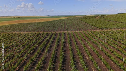 Aerial perspective of expansive vineyard fields under blue sky with drifting clouds, ideal for agriculture use. photo