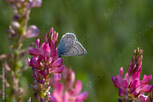 Pontic Blue. Polyommatus coelestina. Nature background.  photo