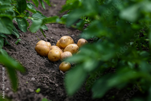 Fotografie Fresh organic potatoes growing in a garden with lush green plants