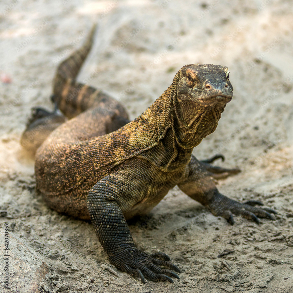 Varan imposant dans le parc zoologique de Beauval à Saint-Aignan, Loir-et-Cher, France