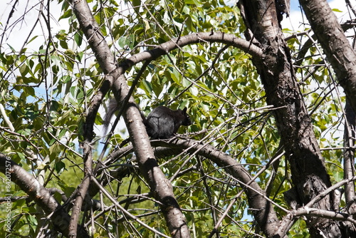 squirrel on the tree