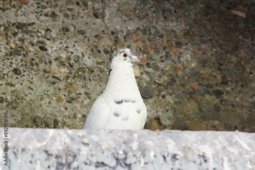 white pigeon