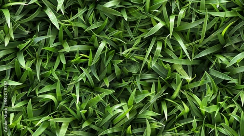 Close Up of Lush Green Grass Blades vibrant grass texture