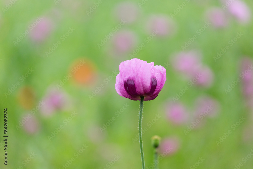 Violett-rosafarbene Blüte des Schlafmohns vor dem Hintergrund des Schlafmohnfeldes mit rotem Mohn
Violett-rosafarbene Blüte des Schlafmohns vor dem Hintergrund des Schlafmohnfeldes mit rotem Mohn