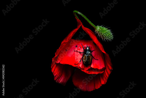 Macro photography. Phyllopertha Horticola and tulip. Dark nature background.   photo