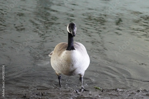 goose landing