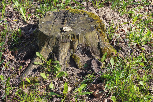 An old tree stump in a meadow on a sunny day in spring