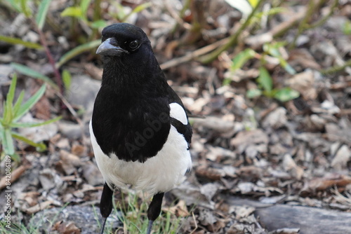 magpie on the ground