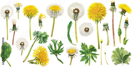 dandelion clipart vector for graphic resources	