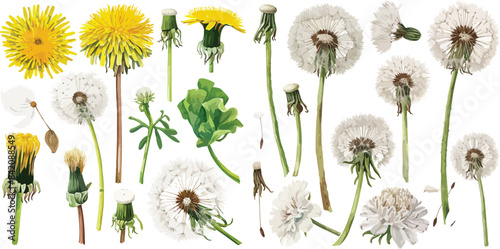 dandelion clipart vector for graphic resources	