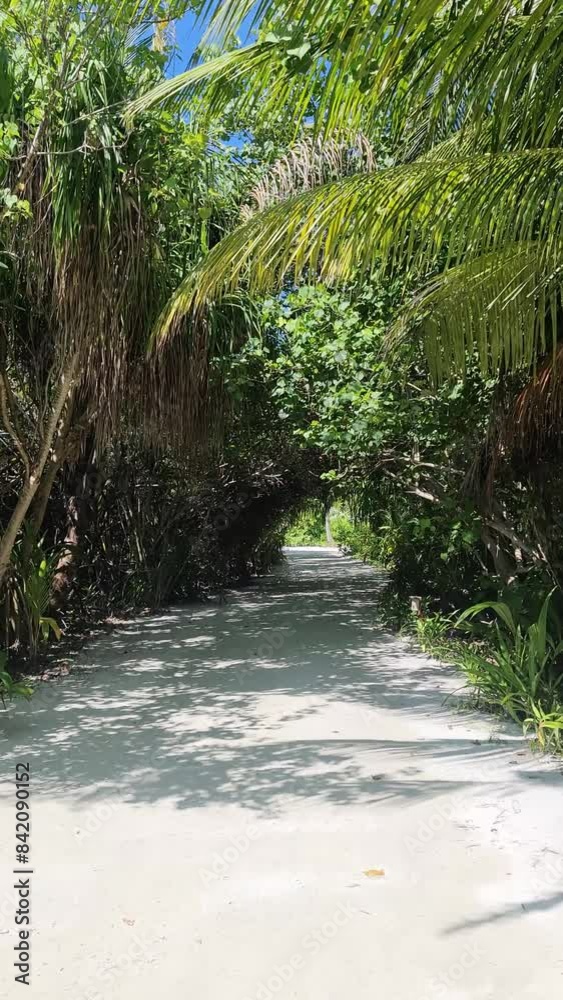 Movement through secluded sandy paths overgrown with palm trees in the tropical climate of the Maldives. Movement through secluded sandy paths overgrown with palm trees in the tropical climate of the Maldives.