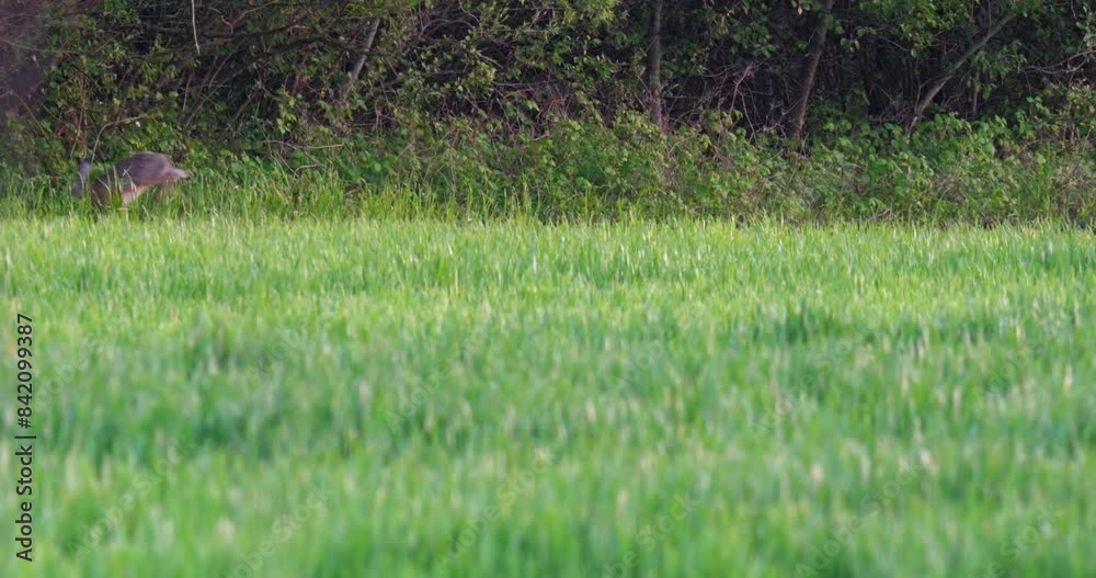 A wild rabbit running into a forest from a wheat fields A wild rabbit running into a forest from a wheat fields