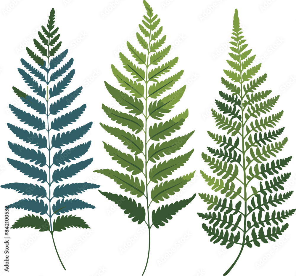 Obraz premium Vector Illustration of Three Fern Leaves Representing Growth and Diversity
