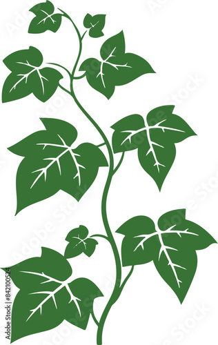 Green Ivy Silhouette Illustrating Growth and Nature's Beauty © Jaemie