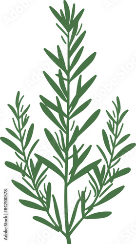 Simple Rosemary Herb Illustration on White Background