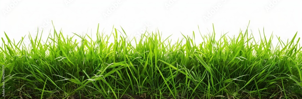 Fototapeta premium Green grass on white background, studio photo, high quality