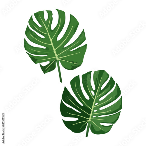 Tropical leaves monstera or monstera leaf isolated on white background.