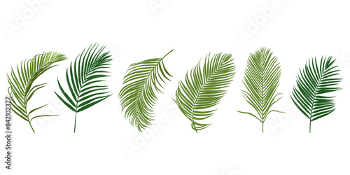 Tropical leaves vector set. Palm leaf isolated on white background. Simple flat vector.