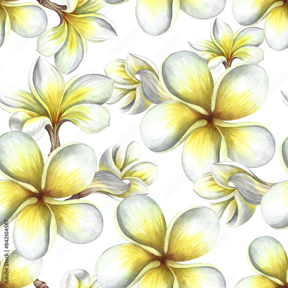 Fototapeta premium Seamless pattern with plumeria and frangipani flowers. A hand-drawn watercolor illustration. For textiles, wallpapers and backgrounds. For packaging paper and labels, printing and decoration.